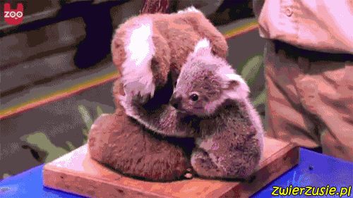 Mały koala