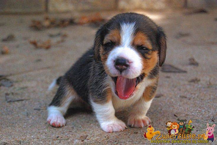 Ziewający beagle