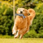 Nobleza | Zabawka z bawełnianego sznura dla psów | 15cm - obrazek 3