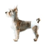 Nobleza | Pieluchy dla suczek S 39x29cm | 10szt. - obrazek 4