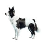 Nobleza | Pieluchy dla suczek | L 49x33cm | 10szt. - obrazek 2